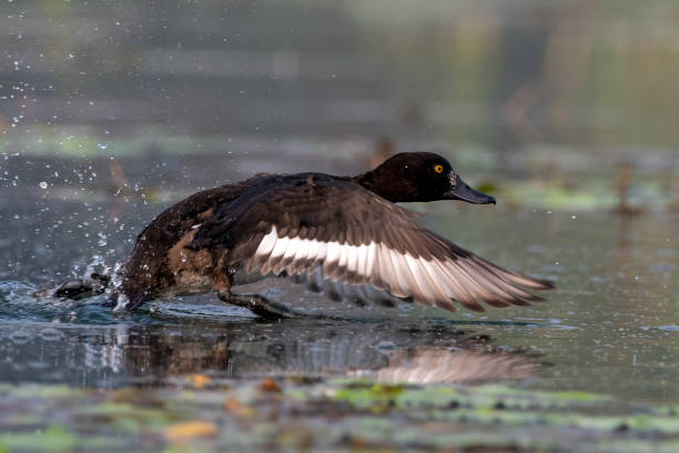 istock Tufted duck or tufted pochard or Aythya fuligula observed in Gajoldaba in India 1498224749