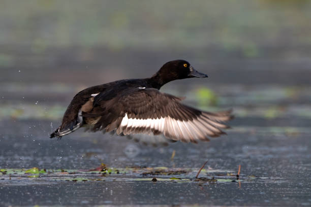 istock Tufted duck or tufted pochard or Aythya fuligula observed in Gajoldaba in India 1498224944
