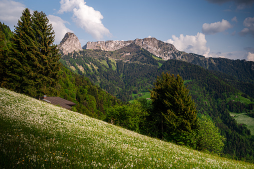 Landscape with mountains and sky. White Daffodils Blooming in spring. Narcissus poeticus. pheasant's eye. Montreux, Les Avants, Vaud, Switzerland.