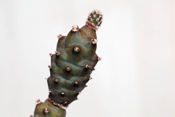 l’espèce de cactus tephrocactus articulatus - évolution de lespèce photos et images de collection