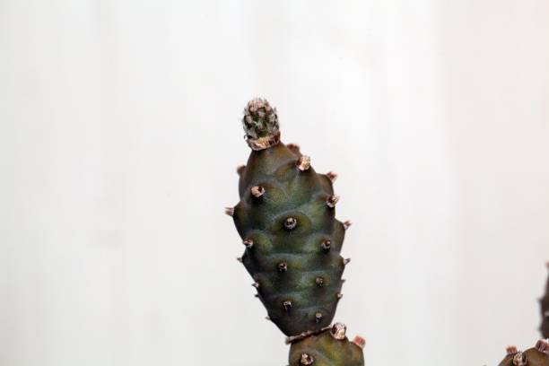 l’espèce de cactus tephrocactus articulatus - évolution de lespèce photos et images de collection