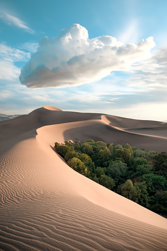 Gorgeous photo of a small forest in the Tunisian desert