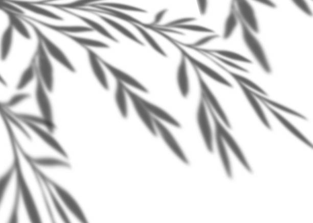 Leaves shadow overlay on white wall background, isolated Tropical Branches leaves