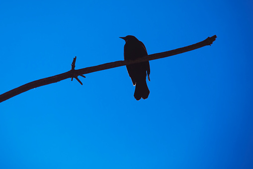 The silhouette of a blackbird perched on a branch in Pennsylvania, USA.