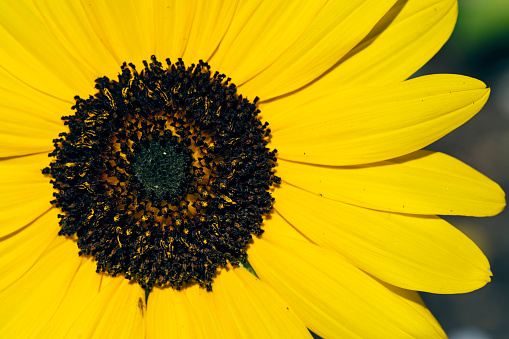 A macro image of a small sunflower.