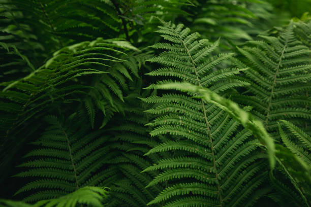 istock Green fern tree growing in summer, natural textured background. 1498231319