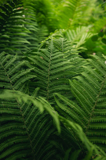 istock Green fern tree growing in summer, natural textured background. 1498231322