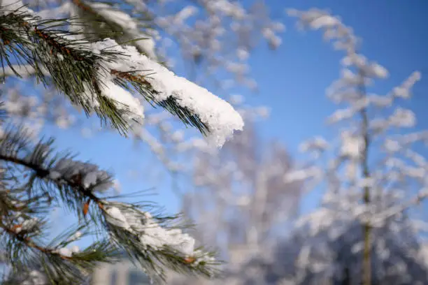 Photo of Young pine tree in winter park. Trees covered with snow on a sunny winter day.