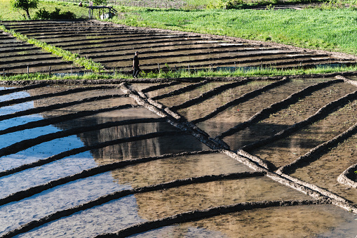 In Turkey, Hakkari, Çukurca, paddy cultivation is done by creating small ponds with mud on the plain surrounded by mountains. A man works in a paddy field. Agricultural activities are carried out on rough terrain. Shot with a full-frame camera in daylight.