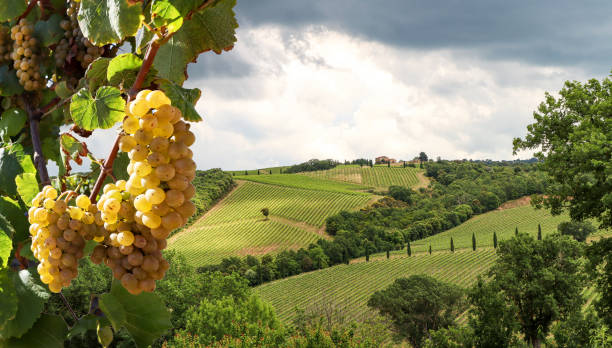 production de vin avec des raisins mûrs avant la récolte dans un ancien vignoble avec cave dans la région viticole toscane près de montepulciano, italie europe - south germany photos et images de collection