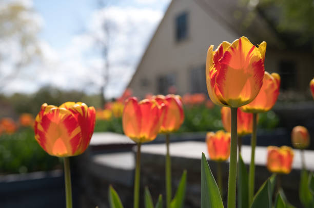 istock orange tulips in garden 1498233983