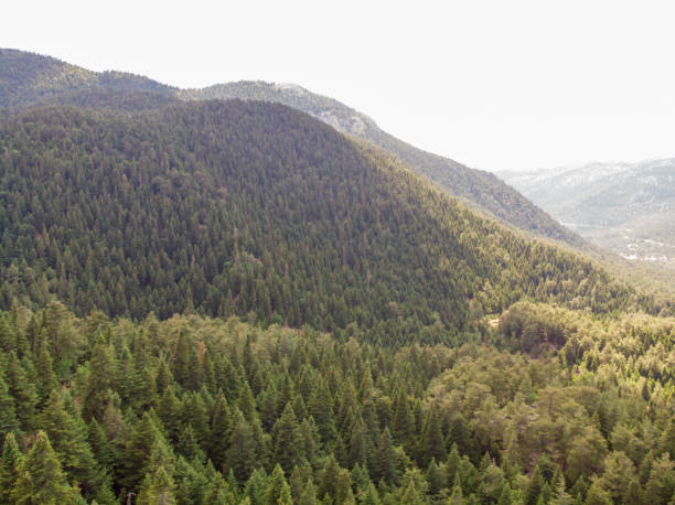 istock forest pine trees aerial view, taurus mountains anatolia 1498234613