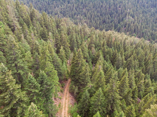 istock forest pine trees aerial view, taurus mountains anatolia 1498234629