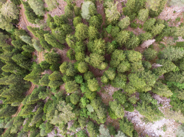 istock forest pine trees aerial view, taurus mountains anatolia 1498234662