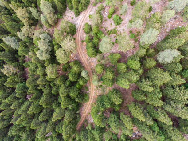 istock forest pine trees aerial view, taurus mountains anatolia 1498234691