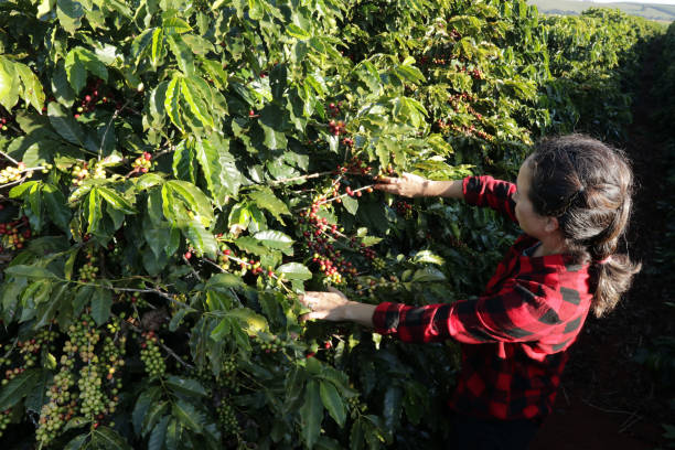 istock Woman picks coffee in Brazil 1498234730