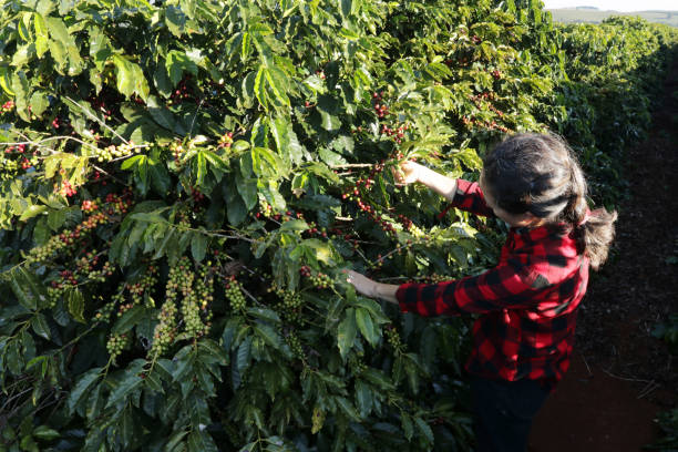 istock Woman picks coffee in Brazil 1498234735