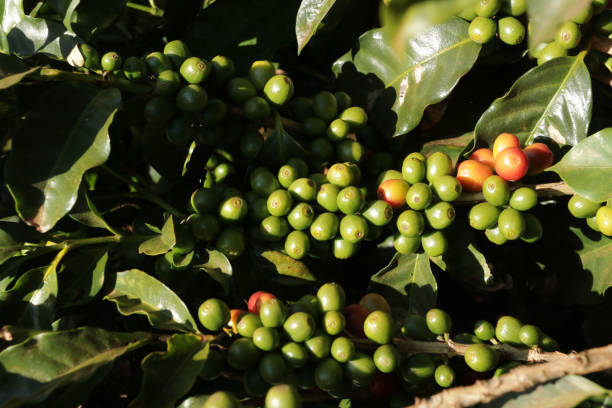 istock Green coffee on the tree branch 1498234748