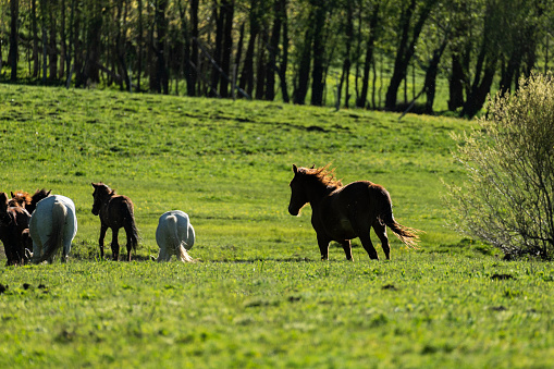 Chestnut horse stallion in field - conformation.