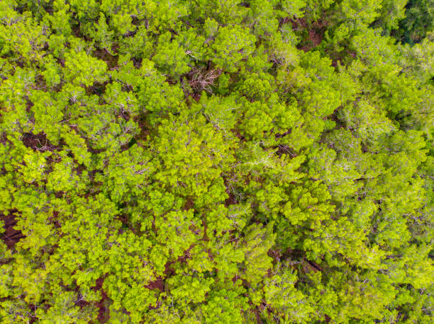 istock forest pine trees aerial view, taurus mountains anatolia 1498234967