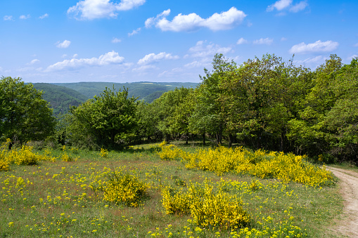 Hike on the Wisper Trail near Lorchhausen/Germany in the Rheingau