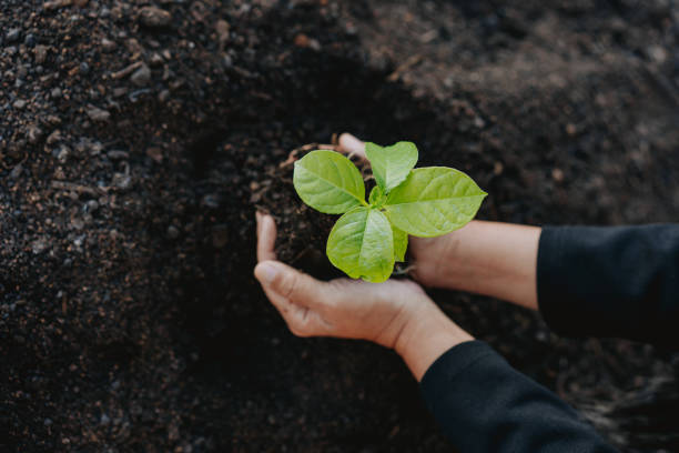 istock Hands of a businesswoman planting a tree sapling 1498236292