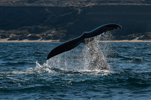 Humpback whale (Megaptera novaeangliae), feeding on anchovies, with it's tail raised above the ocean surface, as it dives down below the ocean surface.