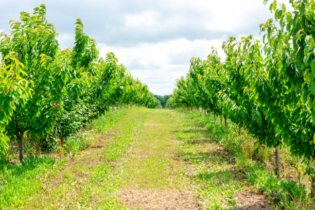 istock Even rows with young green cherry fruit trees. Orchard on a summer day 1498236995