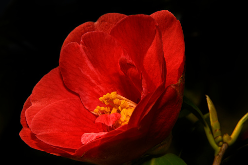 A deep orange/red coloured Japanese Camellia with a little foliage against a black background. The stamens, stigma and pollen are close-up and well focussed with the details on the petals being slightly softer.