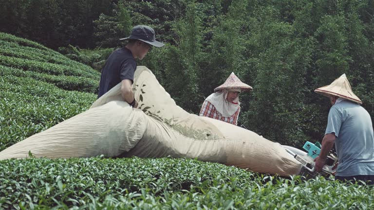 Local tea farmers utilizing machinery for tea harvesting