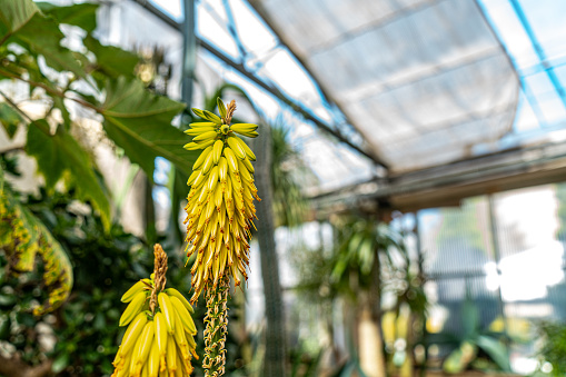 A green house full of flowers,herbs and plants. Greenhouse in the garden