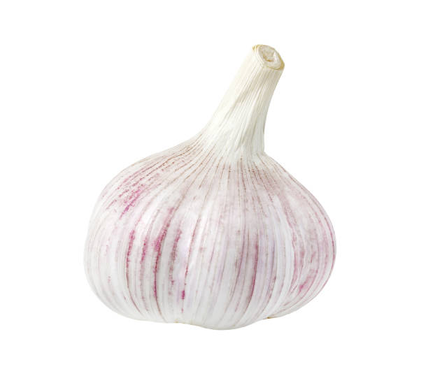 istock Garlic, whole head, isolated on white background with clipping path 1498238339