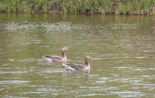 Greylag Goose, with a de-focused Greylag goose behind on the River Teviot, Scottish Borders, UK