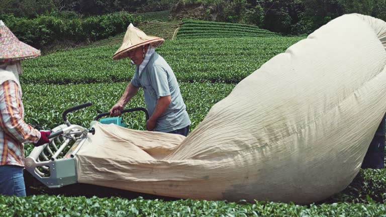 Local tea farmers utilizing machinery for tea harvesting