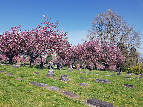New Westminster,British Columbia, Canada- May 2,2023: View of Fraser View Cemetery in New Westminster British Columbia. Early May. Oriental Cherry trees in bloom. Clear blue sky.