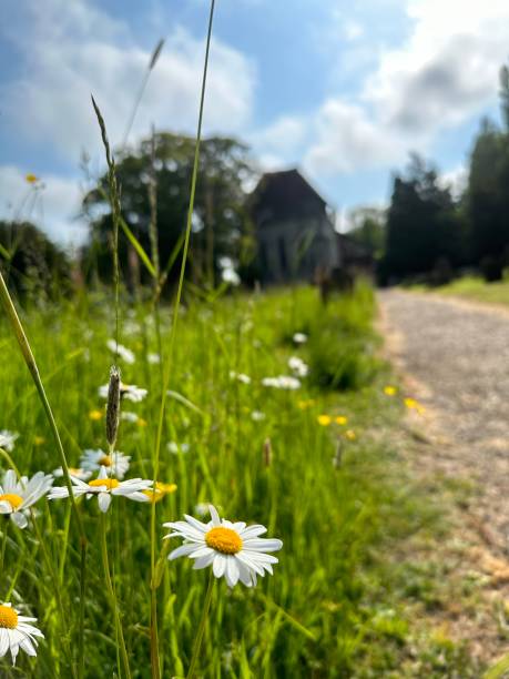 istock Daisys in a church yard 1498243926