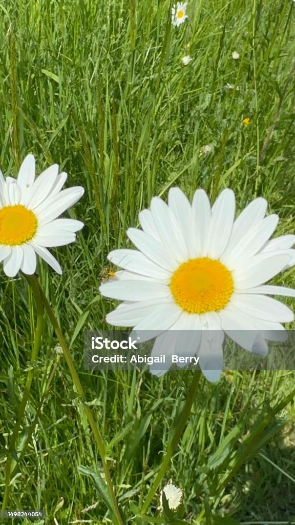 Daisys close up in a grave yard Daisys close upon a grave yard Suffolk Agricultural Field Stock Photo