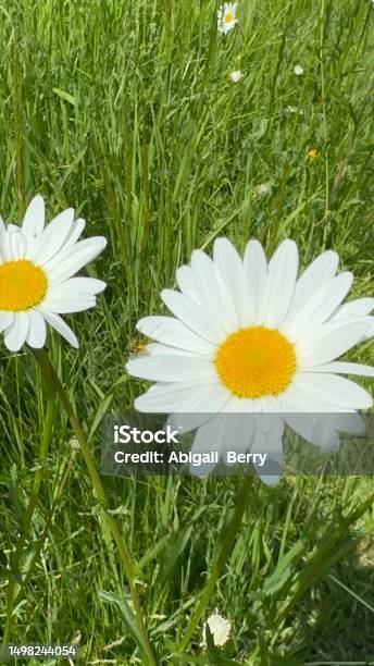 Daisys Close Up In A Grave Yard Stock Photo - Download Image Now - Agricultural Field, Beauty, Beauty In Nature