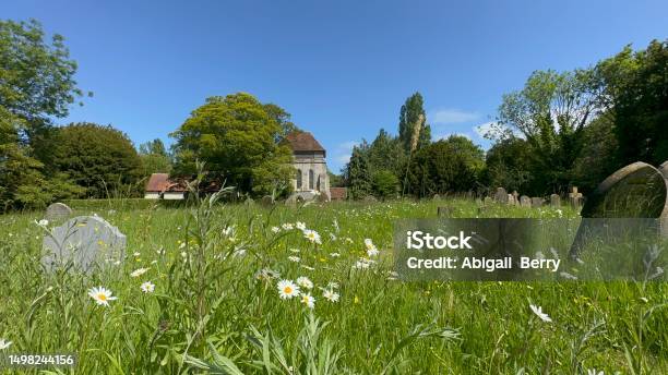 Daisys Close Up In A Grave Yard Dog Walking Stock Photo - Download Image Now - Agricultural Field, Beauty, Beauty In Nature