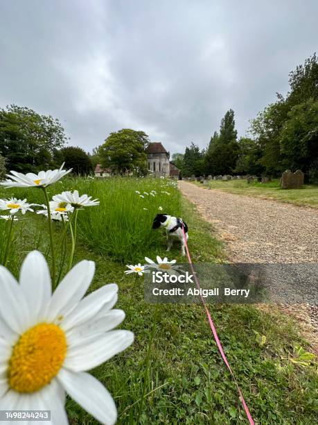 Daisys Close Up In A Grave Yard Dog Walking Stock Photo - Download Image Now - Agricultural Field, Beauty, Beauty In Nature
