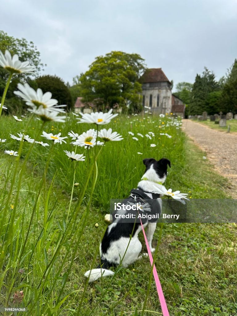 Daisys close up in a grave yard dog walking Daisys close upon a grave yard Suffolk dog walking Agricultural Field Stock Photo