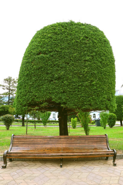 istock Wooden bench ang green tree are in the park. Tree and bench. 1498246082