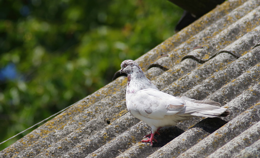 Pigeons on the roof,