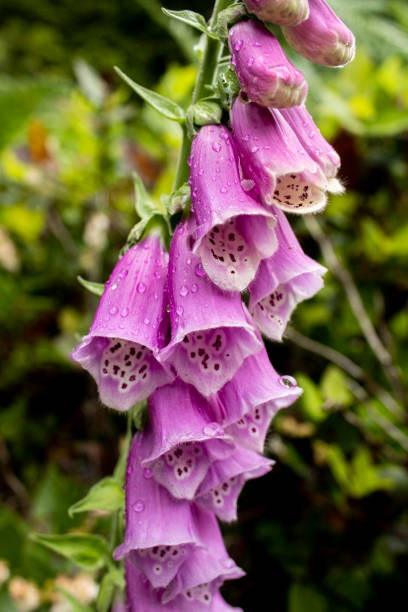 istock Foxglove Pink/Purple Bell Shaped Flower 1498249251