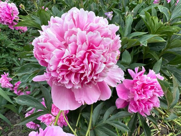 istock Pink milk peony in the garden 1498250889