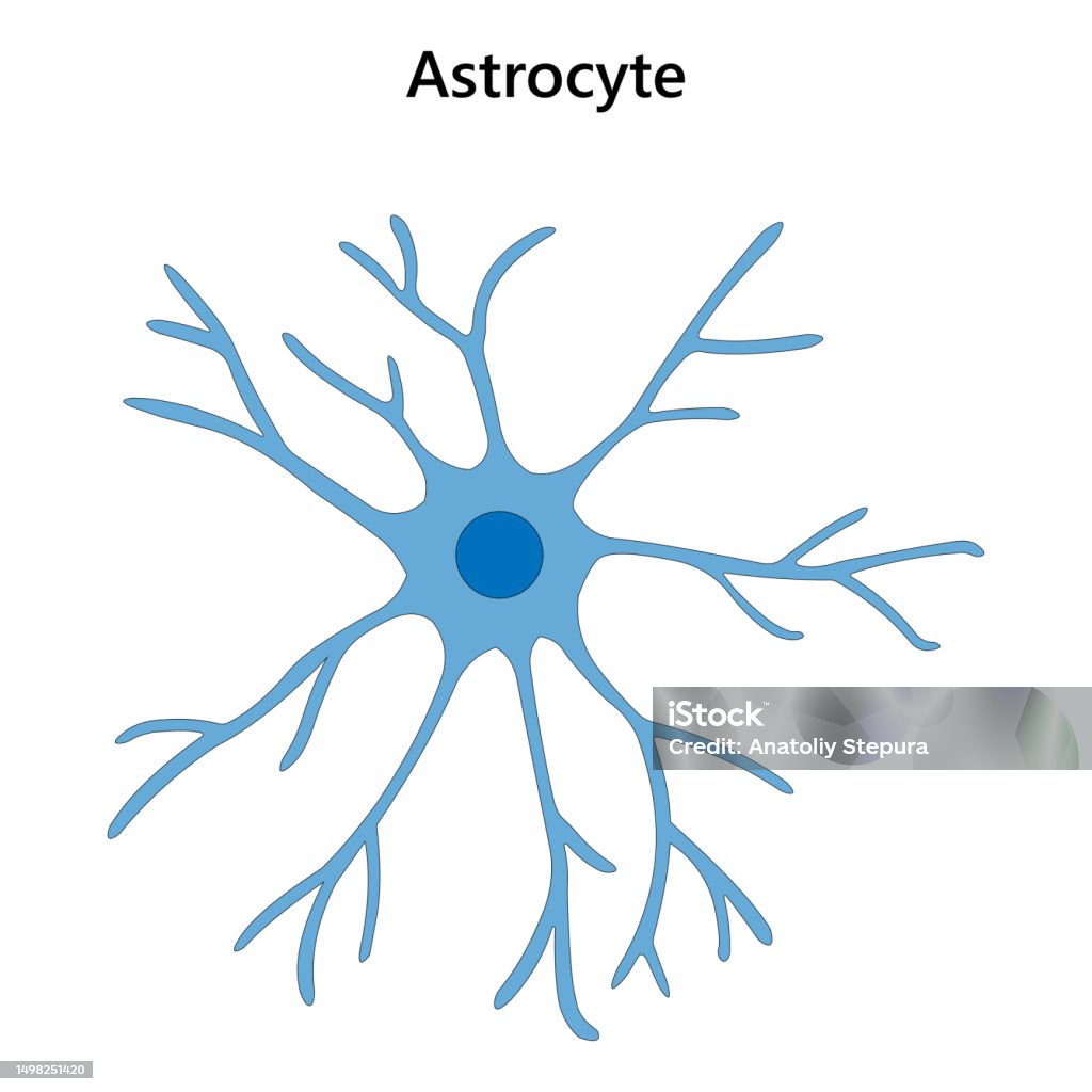 Astrosyte Astrocyte Glial Cell Vector Illustration Stock Illustration - Download ...