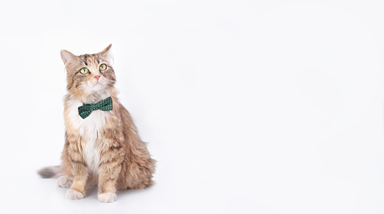 Portrait of a Cat with a green butterfly on a light background. Animal background. Isolated Kitten in on white background. Beautiful funny Kitten with a red bow tie. Cat posing at camera. Animal theme