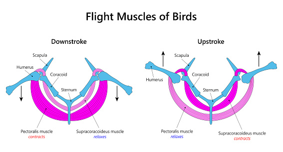 Birds have specialized flight muscles that allow them to achieve powered flight. The two main types of flight muscles in birds are the pectoralis major and the supracoracoideus. The pectoralis major is responsible for the downstroke, providing the primary power for flight, while the supracoracoideus assists in the upstroke and helps maintain wing stability. These well-developed flight muscles enable birds to generate the necessary lift and thrust for efficient aerial locomotion.