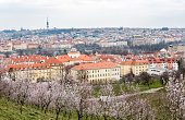 Blooming Garden, Apple Tree, Cityscape in Prague, Czech. Landscape, Cityscape with Old Town, TV tower.