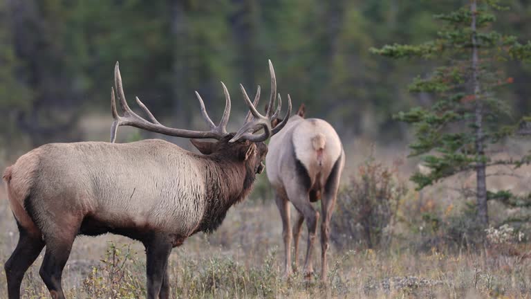 Elk Video Clip in 4k